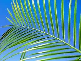 palm leaf