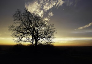 sunrise tree